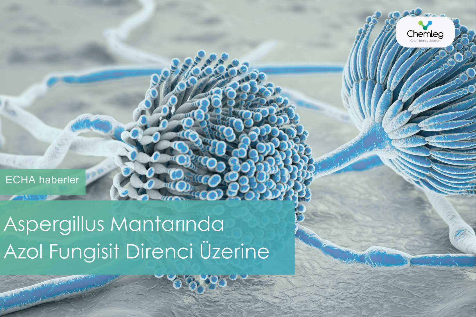 Aspergillus Mantarında Azol Fungisit Direnci Üzerine