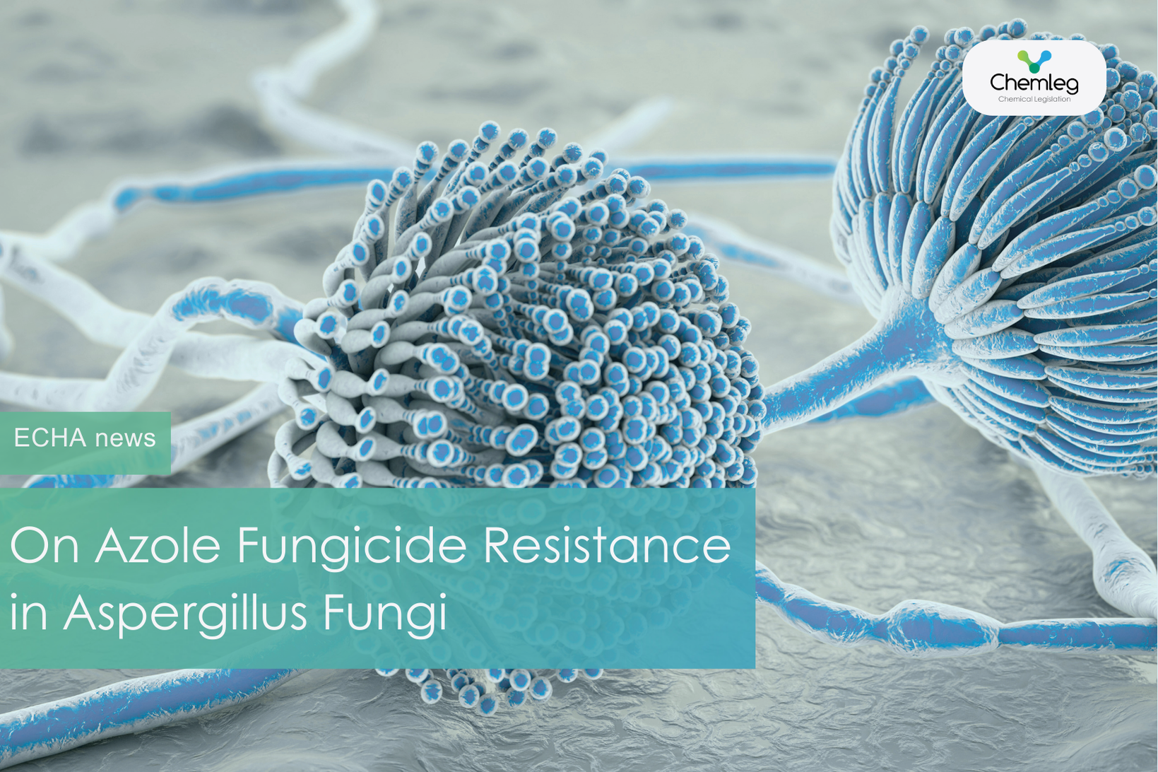 On Azole Fungicide Resistance in Aspergillus Fungi