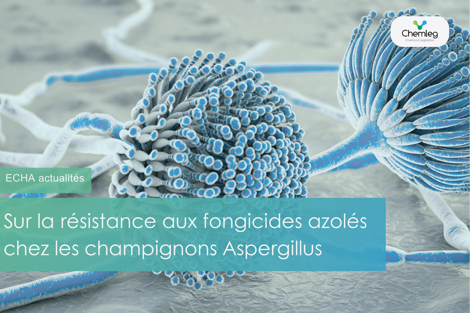 Sur la résistance aux fongicides azolés chez les champignons Aspergillus