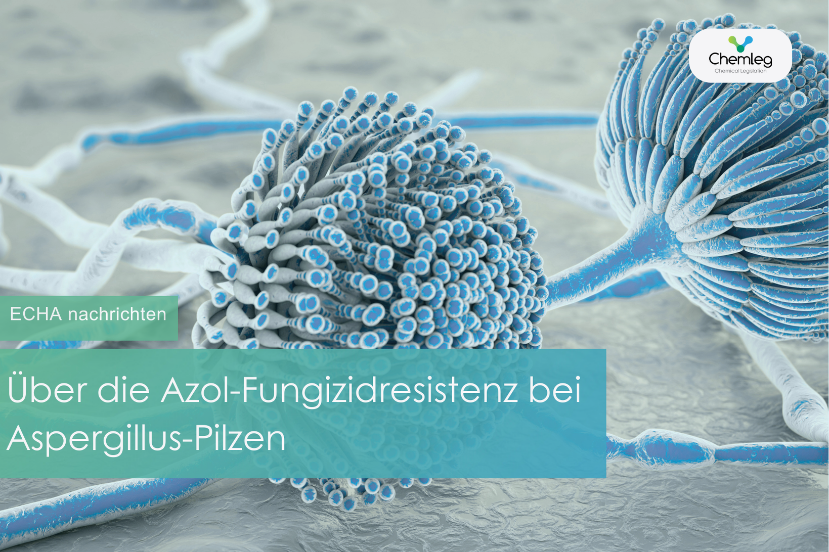 Über die Azol-Fungizidresistenz bei Aspergillus-Pilzen